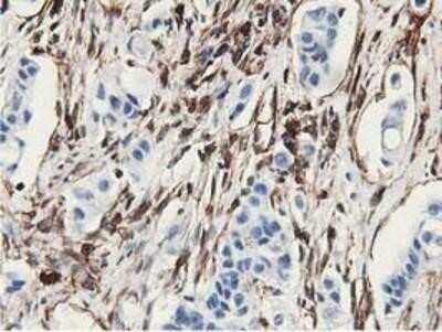 Immunohistochemistry-Paraffin: Latexin Antibody (OTI1E10) [NBP2-01382]