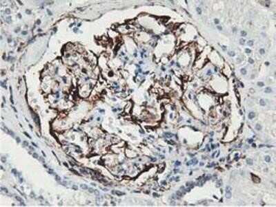 Immunohistochemistry-Paraffin: Latexin Antibody (OTI1E10) [NBP2-01382]