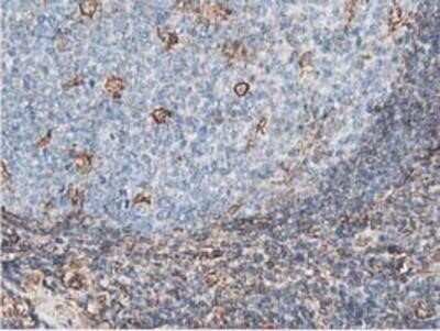 Immunohistochemistry-Paraffin: Latexin Antibody (OTI1E10) [NBP2-01382]