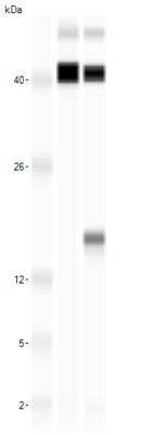 Simple Western: Leptin/OB Antibody [NBP1-59324]