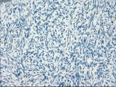 Immunohistochemistry: Leukotriene A4 Hydrolase/LTA4H Antibody (OTI1E9) - Azide and BSA Free [NBP2-71189]
