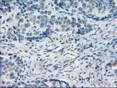 Immunohistochemistry: Leukotriene A4 Hydrolase/LTA4H Antibody (OTI1E9) - Azide and BSA Free [NBP2-71189]