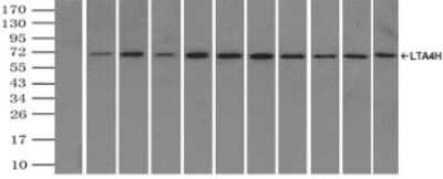 Immunoprecipitation: Leukotriene A4 Hydrolase/LTA4H Antibody (OTI1E9) - Azide and BSA Free [NBP2-71189]