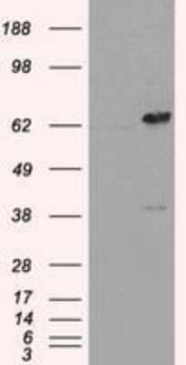 Western Blot: Leukotriene A4 Hydrolase/LTA4H Antibody (OTI1E9)Azide and BSA Free [NBP2-71189]