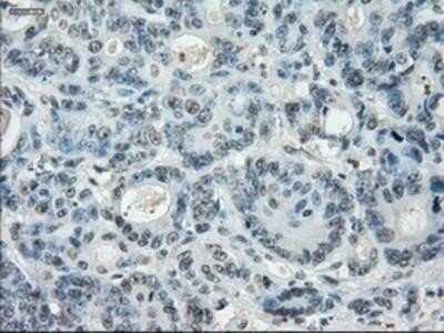 Immunohistochemistry-Paraffin: Leukotriene A4 Hydrolase/LTA4H Antibody (OTI1E9) [NBP1-47829]