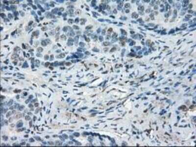 Immunohistochemistry-Paraffin: Leukotriene A4 Hydrolase/LTA4H Antibody (OTI1E9) [NBP1-47829]