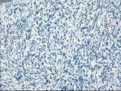 Immunohistochemistry-Paraffin: Leukotriene A4 Hydrolase/LTA4H Antibody (OTI1E9) [NBP1-47829]
