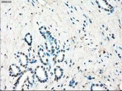 Immunohistochemistry-Paraffin: Leukotriene A4 Hydrolase/LTA4H Antibody (OTI1E9) [NBP1-47829]