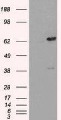 Western Blot: Leukotriene A4 Hydrolase/LTA4H Antibody (OTI1E9) [NBP1-47829]
