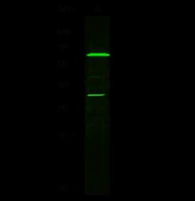 Western Blot: Leukotriene A4 Hydrolase/LTA4H Antibody [NBP2-99029]