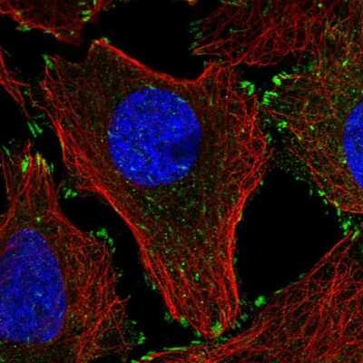 Immunocytochemistry/ Immunofluorescence: Leupaxin Antibody [NBP2-55850]