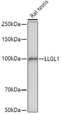 Western Blot: Lgl1 AntibodyAzide and BSA Free [NBP3-15981]