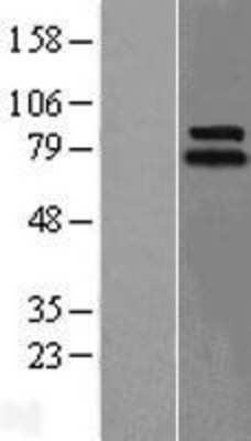 Western Blot: LINGO-1 Overexpression Lysate [NBL1-12545]