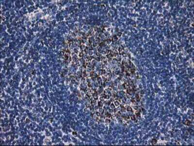 Immunohistochemistry-Paraffin: Dihydrolipoamide Dehydrogenase/DLD Antibody (OTI6D5) [NBP2-01109]