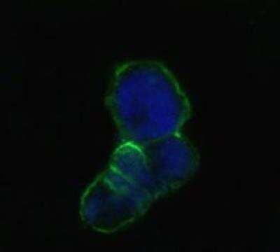 Immunocytochemistry/ Immunofluorescence: Lipocalin-1 Antibody (10B10) - BSA Free [NBP1-28872]