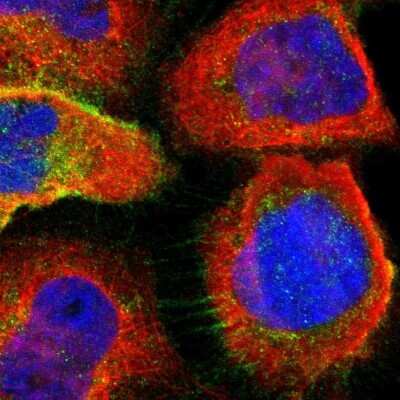 Immunocytochemistry/ Immunofluorescence: Lipolysis Stimulated Lipoprotein Receptor Antibody [NBP1-89631]