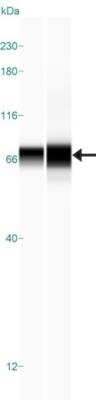 Simple Western: Lipolysis Stimulated Lipoprotein Receptor Antibody [NBP1-89631]