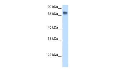Western Blot: Lipolysis Stimulated Lipoprotein Receptor Antibody [NBP2-85214]