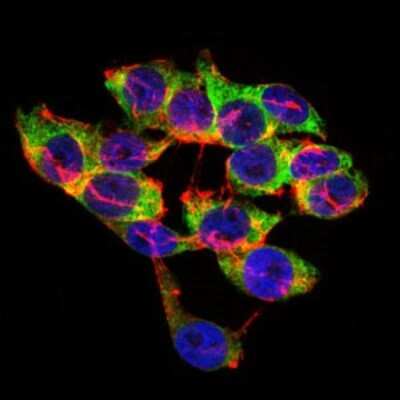 Immunocytochemistry/ Immunofluorescence: Lipoprotein a Antibody (4H1) - BSA Free [NBP2-37477]