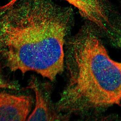 Immunocytochemistry/ Immunofluorescence: Liprin alpha 1 Antibody [NBP2-58915]