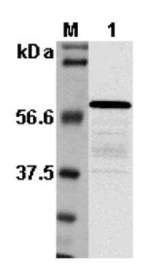 Western Blot: Listeria monocytogenes p60 AntibodyAzide and BSA Free [NBP2-80125]