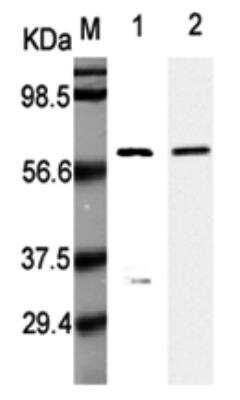 Western Blot: Listeria monocytogenes p60 Antibody (p6007)Azide and BSA Free [NBP2-80120]