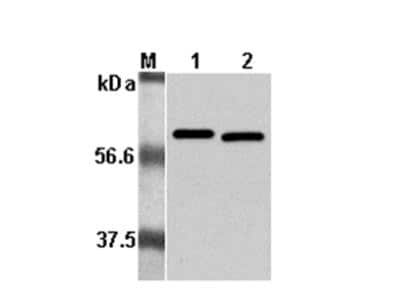 Western Blot: Listeria monocytogenes p60 Antibody (p6017)Azide and BSA Free [NBP2-80121]