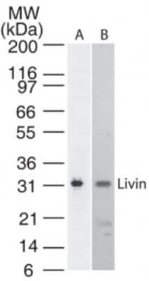 Western Blot: Livin Antibody (88C570)BSA Free [NB100-56548]