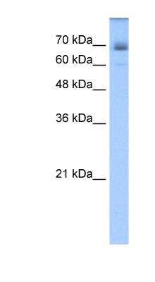 Western Blot: Lnx1 Antibody [NBP1-80518]