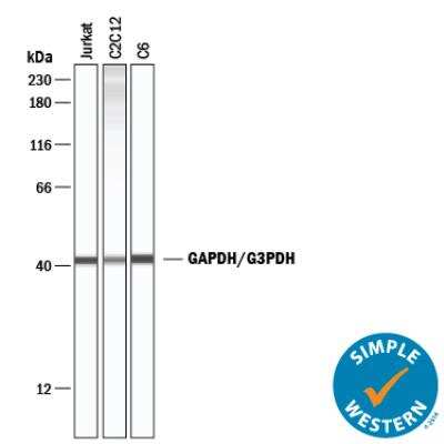Simple Western: Loading Control (Simple Western) Antibody Pack [NBP3-06858]
