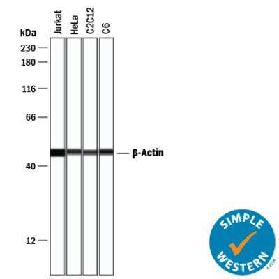 Simple Western: Loading Control (Simple Western) Antibody Pack [NBP3-06859]