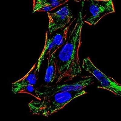 Immunocytochemistry/ Immunofluorescence: LRP-1 Antibody (1C8G6) - BSA Free [NBP2-52506]