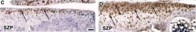 Immunohistochemistry: Lubricin/PRG4 Antibody [NBP1-19048]