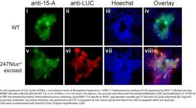 Immunocytochemistry/Immunofluorescence Staining of Luciferase in AIHV-1 Infected MDBK Cells