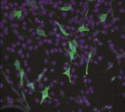 Staining of Luciferase in pLuc Transfected NIH3T3 Cells