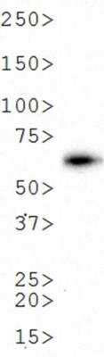 Western Blot: Luciferase Antibody (Luci 21 1-107)BSA Free [NB600-307]