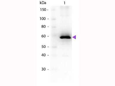 Use of Luciferase Antibody in Western Blot