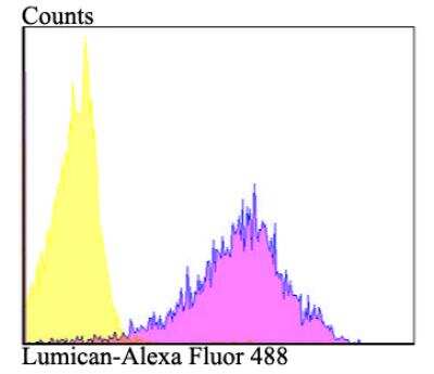 Flow Cytometry: Lumican Antibody (JE11-45) [NBP2-76847]