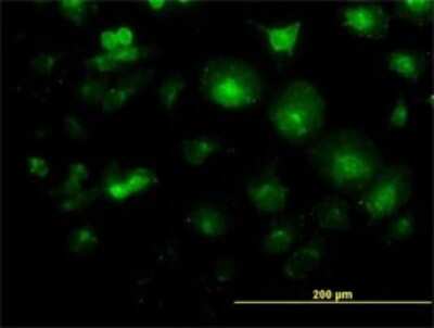 Immunocytochemistry/ Immunofluorescence: Lunatic Fringe Antibody (2D10-3C11) [H00003955-M01]