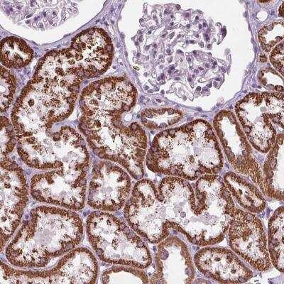 Immunohistochemistry-Paraffin: Lunatic Fringe Antibody [NBP2-39097]