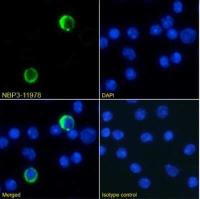 Immunocytochemistry/ Immunofluorescence: Ly-6G/Ly-6C Antibody (RB6-8C5) - Chimeric - Azide and BSA Free [NBP3-11978]