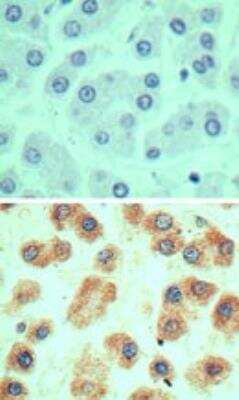 Immunohistochemistry-Paraffin: Ly-6G6F Antibody [NBP2-24668]