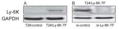 Western Blot: Ly6K AntibodyBSA Free [NBP2-24405]