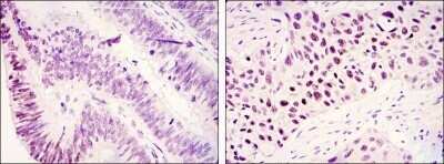 Immunohistochemistry-Paraffin: Lysine (K)-specific Demethylase 3A/KDM3A/JMJD1A Antibody (1E12) - Azide and BSA Free [NBP2-80839]