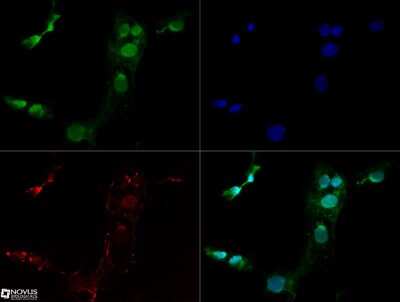 Immunocytochemistry/ Immunofluorescence: Lysine (K)-specific Demethylase 3A/KDM3A/JMJD1A Antibody (1E12) - BSA Free [NBP1-51678]