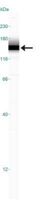 Simple Western: Lysine (K)-specific Demethylase 3A/KDM3A/JMJD1A Antibody (1E12)BSA Free [NBP1-51678]