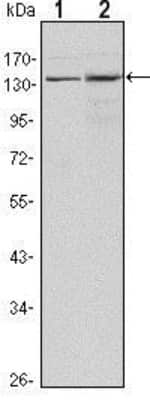 Western Blot: Lysine (K)-specific Demethylase 3A/KDM3A/JMJD1A Antibody (1E12)BSA Free [NBP1-51678]