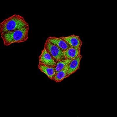 Immunocytochemistry/ Immunofluorescence: Lysine (K)-specific Demethylase 3A/KDM3A/JMJD1A Antibody (3G10C2) - BSA Free [NBP2-61819]