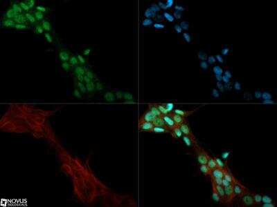 Immunocytochemistry/ Immunofluorescence: Lysine (K)-specific Demethylase 3A/KDM3A/JMJD1A Antibody - BSA Free [NBP1-49601]