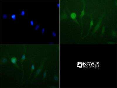 Immunocytochemistry/ Immunofluorescence: Lysine (K)-specific Demethylase 3A/KDM3A/JMJD1A Antibody - BSA Free [NBP1-49601]
